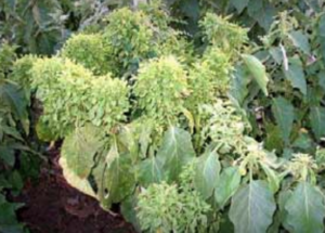 Infected plants develop shortened internodes and distorted leaves.