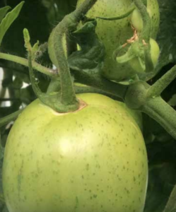 Fruit pox: dark-green lesions on immature fruit.