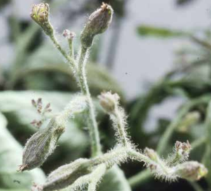 Phytoplasma-infected plant with enlarged flower buds.