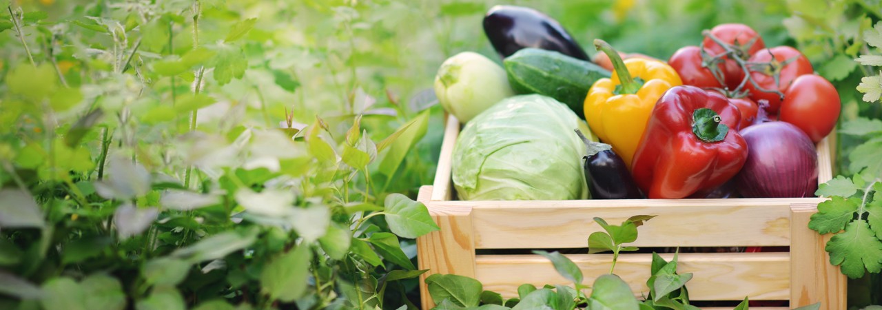 Uygun anaç yetiştiriciliği için gerekli koşullar