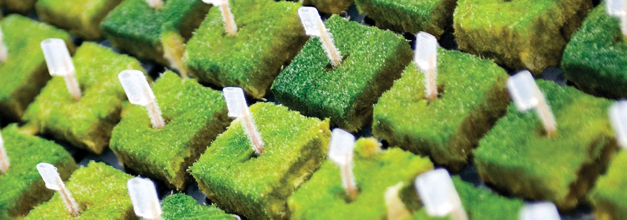 Sebze anacı kullanımına yönelik bilgiler