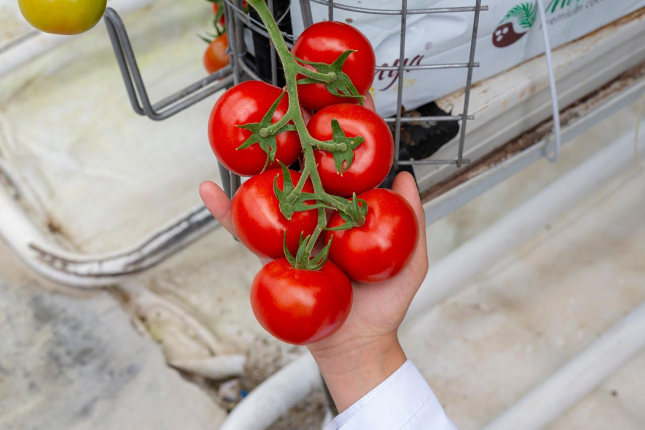 Topraksız Tarım Sebze Çeşitleri