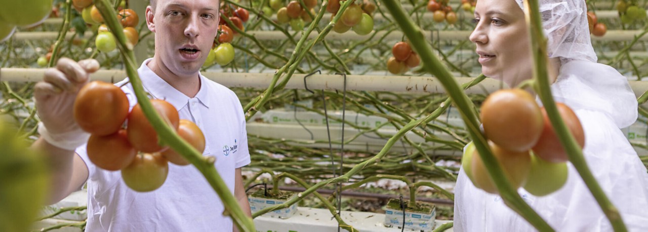 Toprakseız Tarım Sebze Yetiştiriciliği