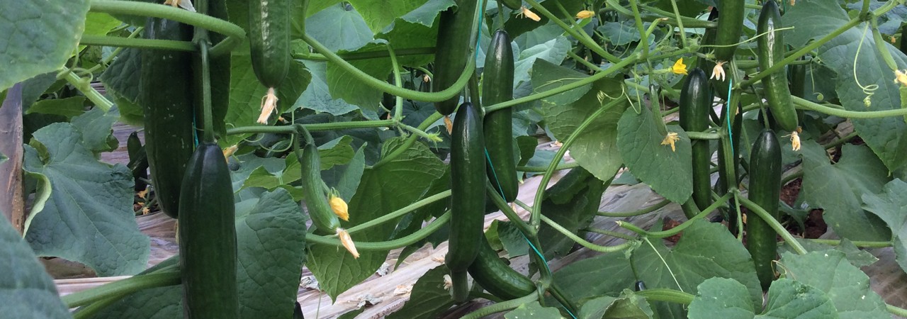 Hıyar Tohum Çeşitleri