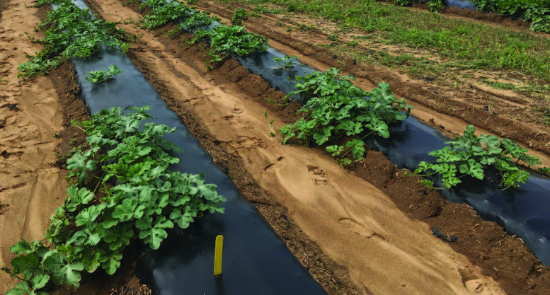Figure 1. Plant stands of the triploid watermelon variety “Joy Ride” after direct seeding into plastic mulched beds.
