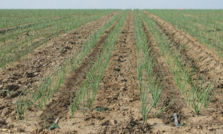 Onion Planting Density