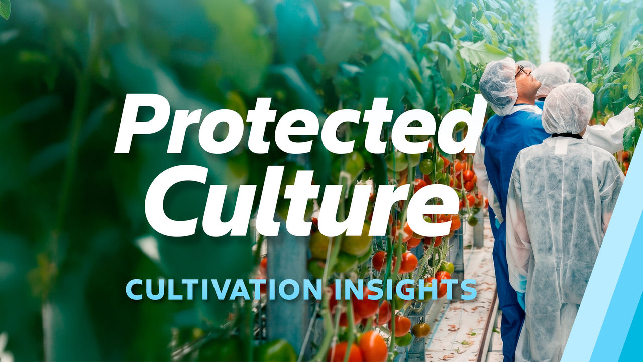 cultivation