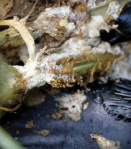 Melon stem infected with Sclerotium rolfsii. Note the small spherical tan-to-brown sclerotia forming on and within the white mycelia. (Courtesy of Tom Isakeit)