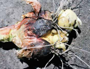 Small bulbs protruding from a split basal plate.