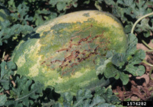Figure 1. Cracks in the rind from BFB infection allow other organism to enter and cause internal fruit rot. Photo by Gerald Holmes, California Polytechnic State University at San Luis Obispo, Bugwood.org
