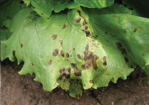 Figure 1. Symptoms of bacterial leaf spot on the older, outer lettuce leaves. CT Bull and ST Koike, 2005. Used with permission.6