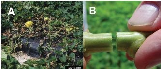Figure 1. (A) Bacterial wilt symptoms on a single melon plant. (B) strings of bacterial slime in a positive cut-stem test. Gerald Holmes, Strawberry Center, Cal Poly San Luis Obispo, Bugwood org.