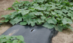 Figure 1. Cucumbers growing in a raised bed, plastic mulch system.