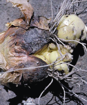 Figure 2. Secondary bulb formation resulting from basal plate splitting.