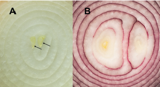 Figure 2. (A) An onion bulb with a small-double center that is small enough to allow the bulb to be classified as functionally single-centered. (B) A red onion bulb with a double center.