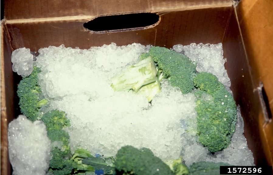 Figure 3. A carton of broccoli that has been top-iced. Gerald Holmes, California Polytechnic State University at San Luis Obispo, Bugwood.org.