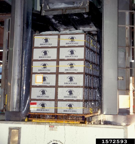 Figure 2. A liquid-icing system for broccoli. Gerald Holmes, California Polytechnic State University at San Luis Obispo, Bugwood.org.