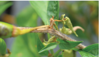 Figure 3. Sporulation of Choanephora cucurbitarum on a pepper stem. The silvery sporangiophores are topped by the dark sporangiola, which are the infecting spore for this pathogen.