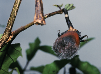 Figure 1. Fruit rot symptoms of Choanephora blight of pepper. Note the fungal sporulation (fuzzy growth) on the infected fruit.