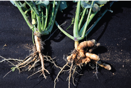 Figure 1. Galling of roots on clubroot infected plants.