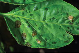 Figure 1. Bacterial spot of pepper caused by Xanthomonas sp.