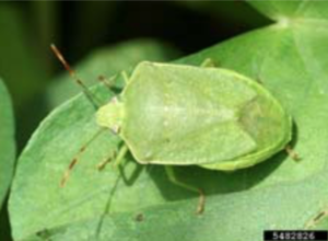 Figure 7. Southern Stink Bug. Photo courtesy: Johnny N. Dell, Bugwood.org