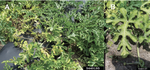 Figure 1. (A) Foliar symptoms of CYVD; (A) Yellowing and wilting of affected vines; (B) leaf yellowing. Edward Sikora, Auburn University, Bugwood.org.