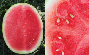 Figure 2. Triploid watermelon fruit can contain the white, soft, edible seed coats (pips) of non-viable seed.