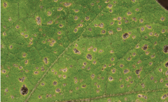 Figure 2. Flea beetle feeding pits on eggplant with the lower epidermis tissue intact.