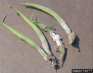 Figure 4. Bean pods showing signs and symptoms of aerial Pythium infection. David B. Langston, University of Georgia, Bugwood.org