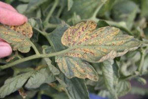 Figure 4. Interveinal chlorosis and necrosis of leaflets on a plant infected with Fusarium foot rot. Courtesy of Brenna Aegerter, University of California Cooperative Extension.