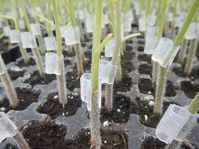 Figure 2. Plastic grafting clips are used to stabilize the graft union until the two stems have joined together.