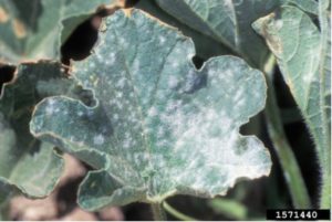 Figure 1. Powdery mildew growth on a leaf. Gerald Holmes, California Polytechnic State University at San Luis Obispo, Bugwood.org