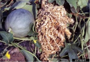 Figure 3. Root-knot symptoms on melon roots. Gerald Holmes, California Polytechnic State University at San Luis Obispo, Bugwood.org