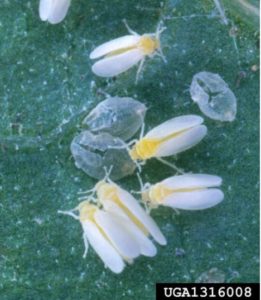 Figure 1. Silverleaf whiteflies. Scott Bauer, USDA Agricultural Research Service, Bugwood.org.