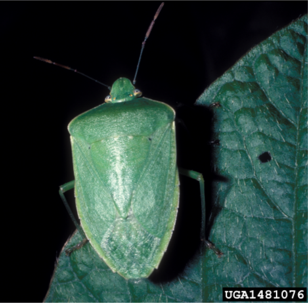 Figure 3. Southern green stink bug. Frank Peairs, Colorado State University, Bugwood.org.