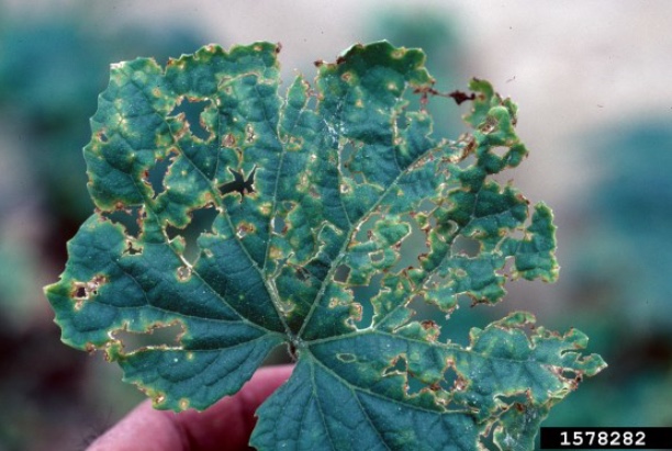 Figure 1. Symptoms of angular leaf spot. Gerald Holmes, California Polytechnic State University at San Luis Obispo, Bugwood.org.