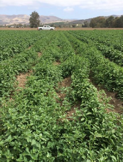 Figure 1. Weed competition for water, nutrients, and sunlight can reduce yields in peppers.