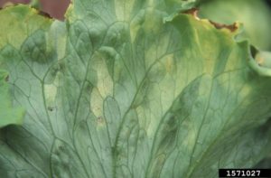 Figure 1. Angular downy mildew lesions on the upper surface of a lettuce leaf. Gerald Holmes, California Polytechnic State University at San Luis Obispo, Bugwood.org