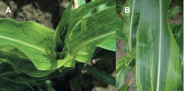 Figure 1. Pickleworm (A) adult and (B) larva. (A) Natasha Wright, Braman  Termite & Pest Elimination, Bugwood.org, (B) Alton N. Sparks, Jr.,  University of Georgia, Bugwood.org. 