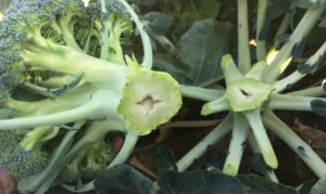 Figure 3. Broccoli heads showing symptoms of hollow stem.