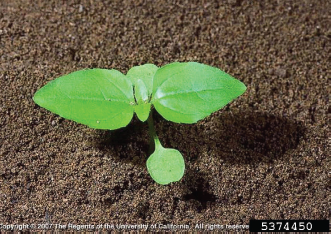 Figure 2. A young hairy galinsoga seedling with cotyledons and two pairs of true leaves. Joseph M. DiTomaso, University of California - Davis, Bugwood.org.