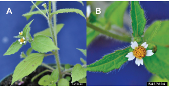 Figure 1. Mature hairy galinsoga plants, (A) leaves, stems, and flowers; (B) compound flower with white ray flowers and yellow disk flowers. Bruce Ackley, The Ohio State University, Bugwood.org.