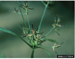 Figure 2. The foliage of purple nutsedge is dark green, and the flower heads are are reddish with darkly colored seeds. Charles T. Bryson, USDA Agricultural Research Service, Bugwood.org.
