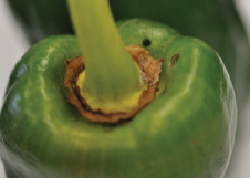 Figure 2. Fruit symptoms: (A) brown necrotic lesions, (B) rugose fruit surface, necrosis of stem and calyx.