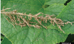 Figure 1. Galls on cucumber roots caused by root-knot nematode. Gerald Holmes, Strawberry Center, Cal Poly San Luis Obispo, Bugwood.