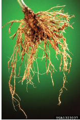 Figure 1. Root galls on pepper caused by root-knot nematode. Scott Bauer, USDA ARS, Bugwood.org.