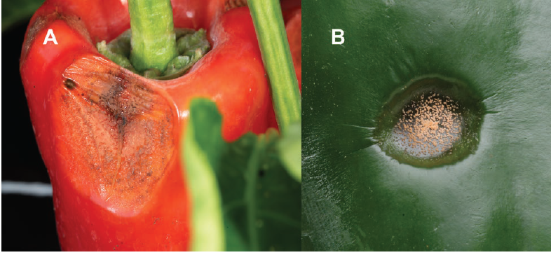 Figure 1. Anthracnose lesions on (A) ripe and (B) green pepper fruit.