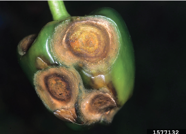 Figure 2. Multiple anthracnose lesions on pepper fruit. Gerald Holmes, Strawberry Center, Cal Poly San Luis Obispo, Bugwood.org.