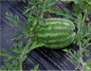 Figure 2. Watermelon fruit on plastic mulch is less likely to be infected by soilborne pathogens.